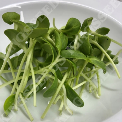 Picture of Sunflower Sprouting Seed